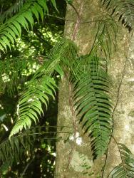 Blechnum filiforme. Mature fertile and sterile fronds on a climbing rhizome.
 Image: L.R. Perrie © Te Papa CC BY-NC 3.0 NZ